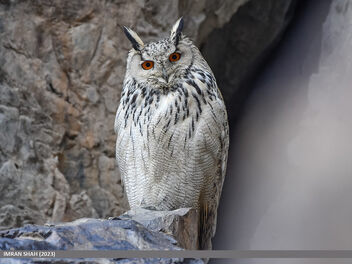 Eagle-owl (Bubo bubo) - image #502993 gratis