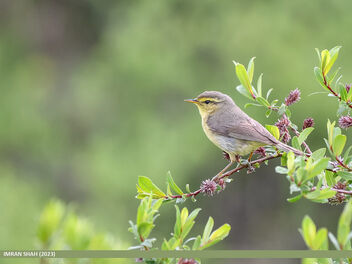 Tickell's Leaf Warbler (Phylloscopus affinis) - Free image #503273
