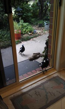 Magpies at the kitchen door - image #503293 gratis
