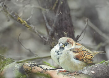Sparrow in the trees - image #503523 gratis
