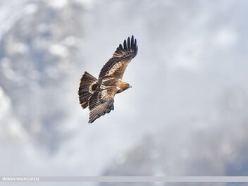 Booted Eagle (Hieraaetus pennatus) - бесплатный image #503753