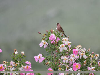 Red-Mantled Rosefinch (Carpodacus rhodochlamys) - бесплатный image #503813