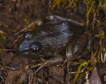 American Bullfrog (Rana catesbeiana) - image #503953 gratis
