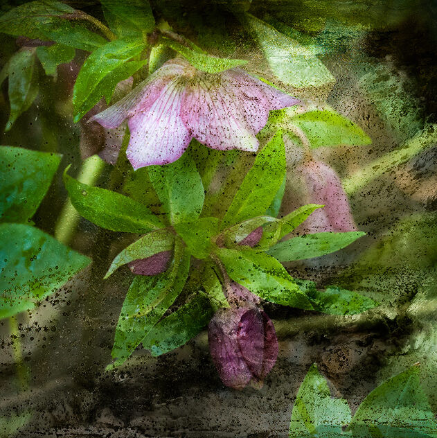 Lurking in the undergrowth.... - Free image #504003
