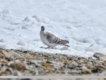Snow Pigeon (Columba leuconota) - image #504343 gratis