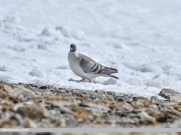Snow Pigeon (Columba leuconota) - Kostenloses image #504343