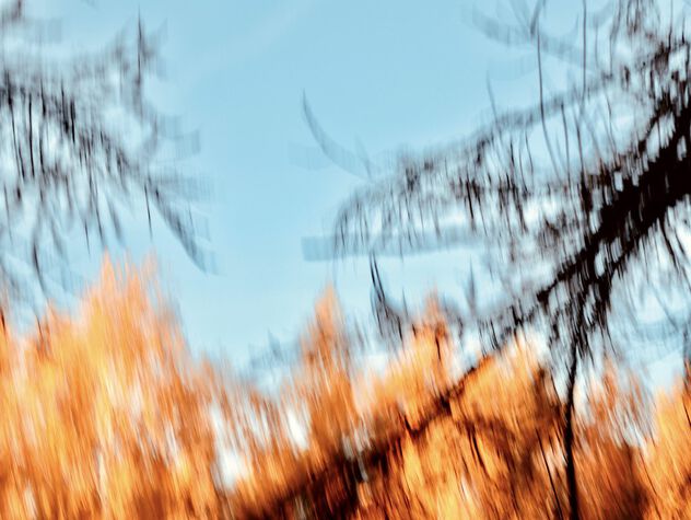 Autumn forest. Special camera shake. Manual lens Jupiter-8 - Kostenloses image #504413