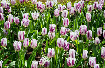 Tulips - Free image #504743