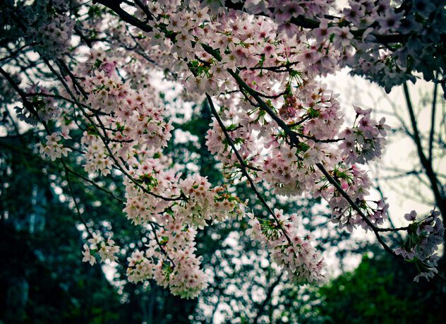 Cherry Blossom - Kostenloses image #504903