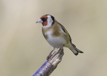 Goldfinch - Carduelis carduelis - image gratuit #504923 