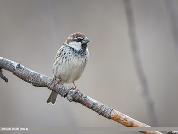 Spanish Sparrow (Passer hispaniolensis) - Free image #504973