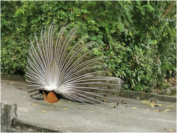 Peacock showing off - Kostenloses image #505143